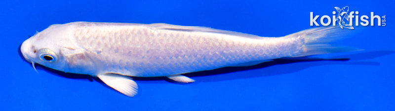 5" PLATINUM OGON