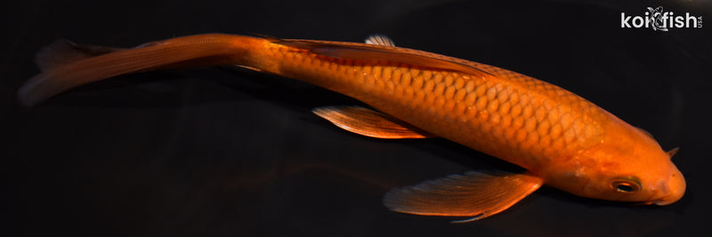 7.5" CHAGOI BUTTERFLY