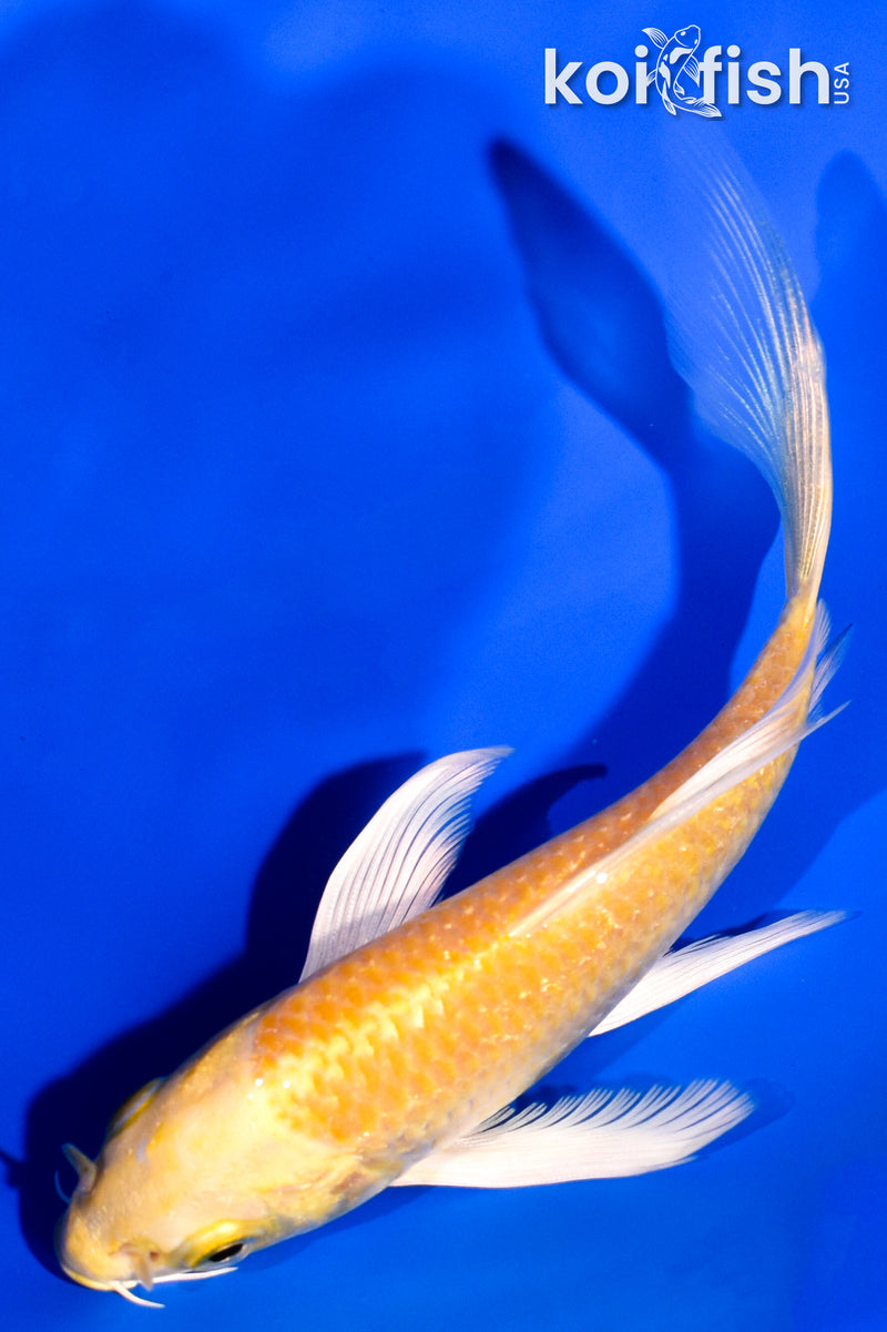 4.75" YAMABUKI OGON BUTTERFLY