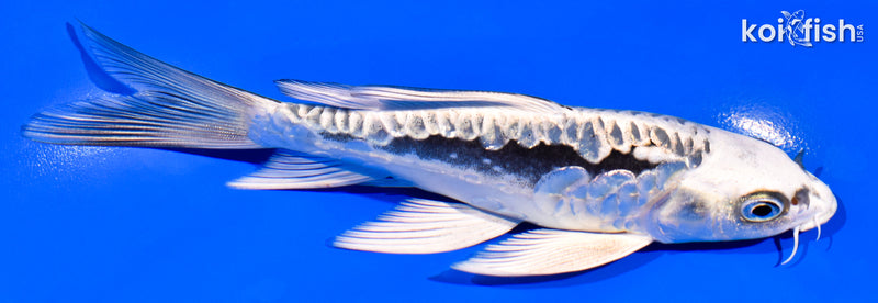 5.75" ARAGOKE KIKOKURYU BUTTERFLY