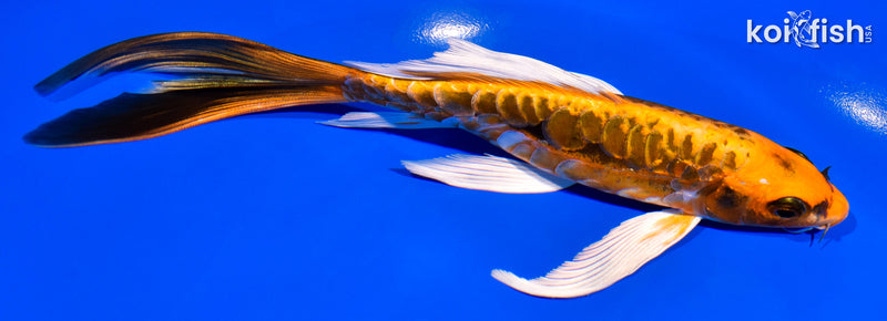 7.25" ARAGOKE BENI KIKOKURYU BUTTERFLY