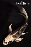 5.25" GINGA BUTTERFLY