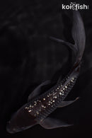 6.25" GINRIN OCHIBA SHIGURE BUTTERFLY