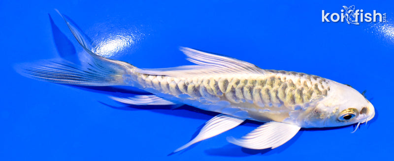 5.25" ARAGOKE KUJAKU BUTTERFLY