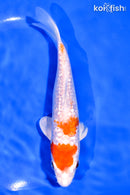 6.5" GINRIN HARIWAKE