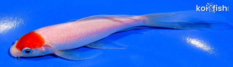 5.25" TANCHO KOHAKU BUTTERFLY