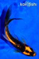 4.25" BENI KIKOKURYU BUTTERFLY