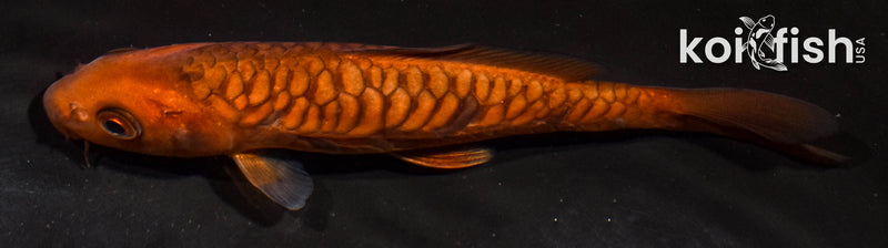 5" ARAGOKE CHAGOI