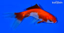 4" SARASA WATONAI GOLDFISH