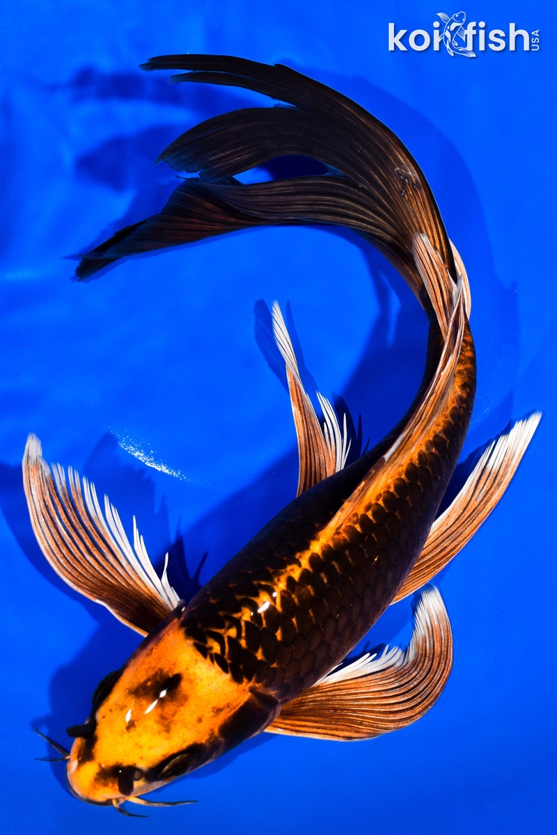 11.25" ORENJI MATSUBA BUTTERFLY