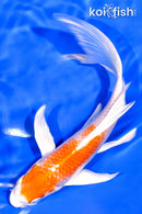 7" HARIWAKE BUTTERFLY