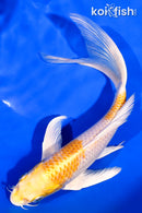 7.5" LEMON HARIWAKE BUTTERFLY