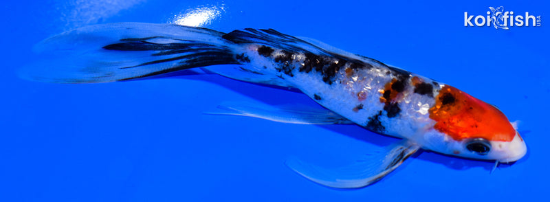 6" GINRIN SANKE BUTTERFLY