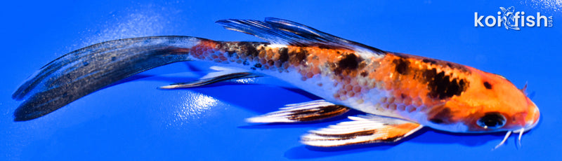 5.75" YAMATO NISHIKI BUTTERFLY