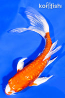 6" GINRIN KIKUSUI BUTTERFLY