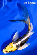 5.75" KIN KIKOKURYU BUTTERFLY