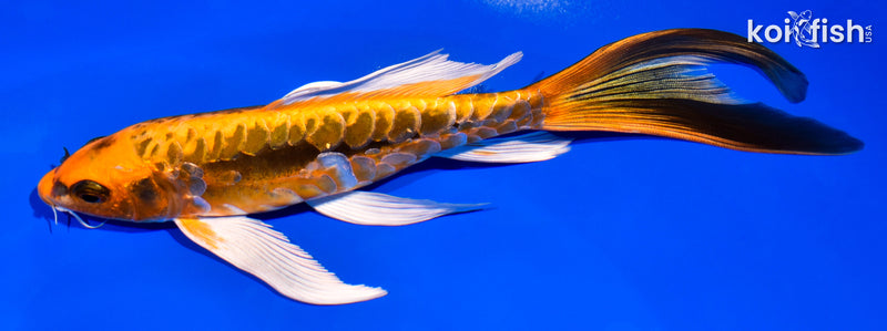 7.25" ARAGOKE BENI KIKOKURYU BUTTERFLY