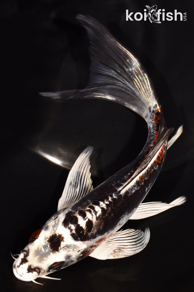 6.75" BENI KIKOKURYU BUTTERFLY