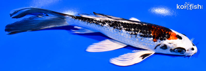 7" GINRIN BENI GINGA BUTTERFLY