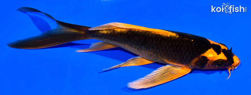 6" ORENJI MATSUBA BUTTERFLY