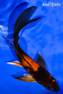 6" KIN HI UTSURI BUTTERFLY