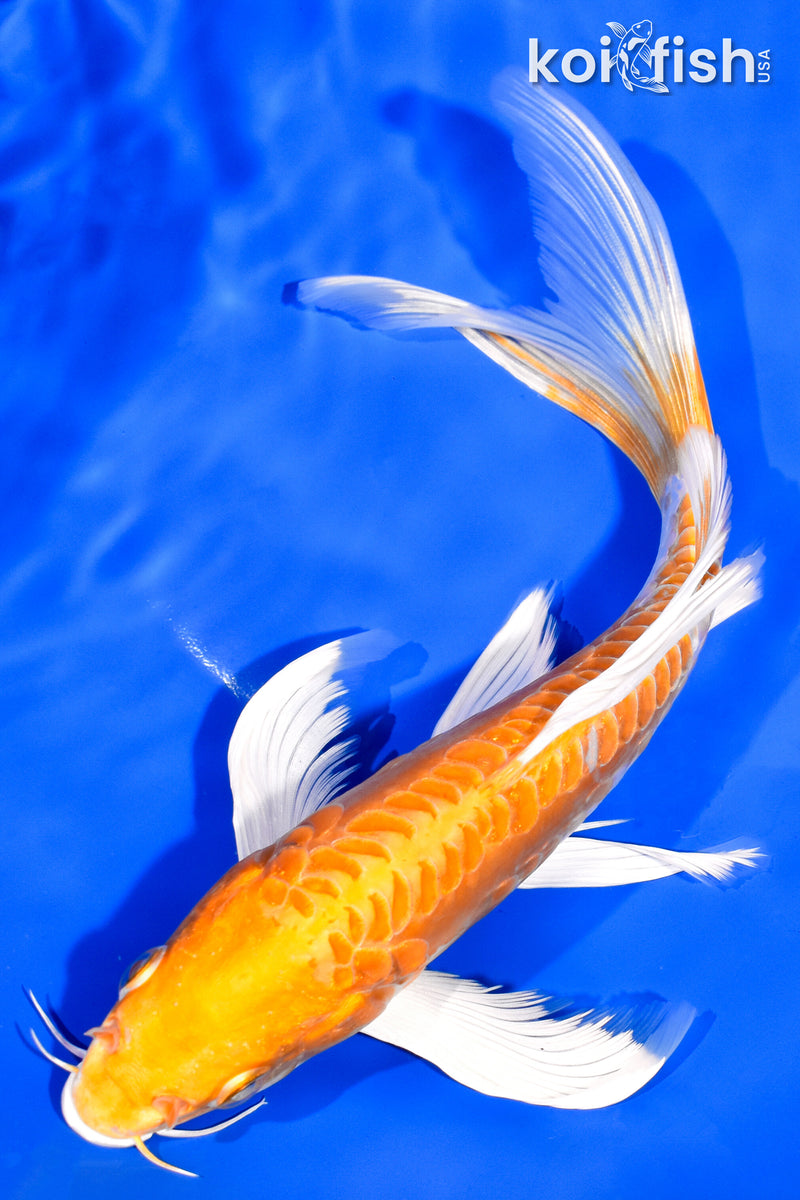 8" DOITSU HARIWAKE BUTTERFLY