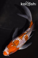 4.75" GINRIN OCHIBA SHIGURE BUTERFLY