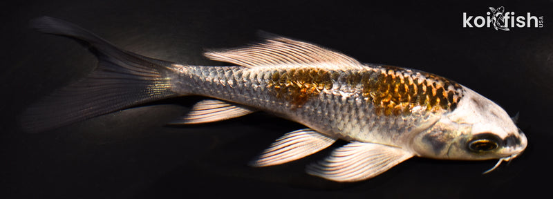 4.75" GINRIN BENI GINGA BUTTERFLY