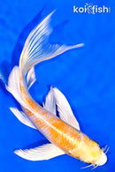 6.75" HARIWAKE BUTTERFLY