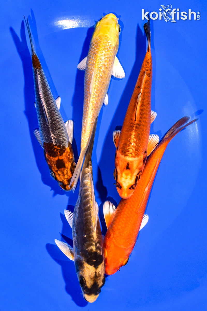 PACK OF (5) 4-5" STANDARD KOI