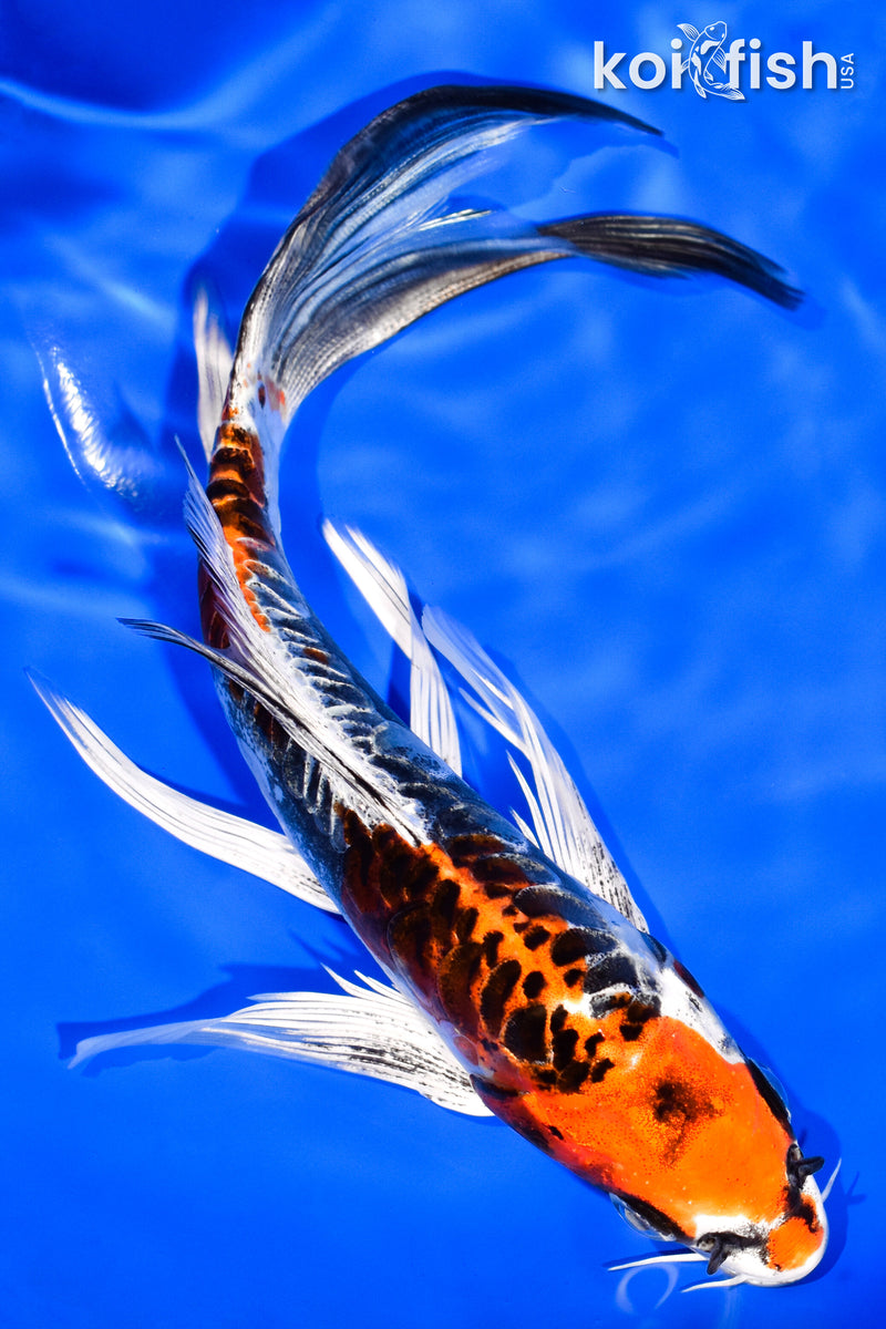 7.25" BENI KIKOKURYU BUTTERFLY