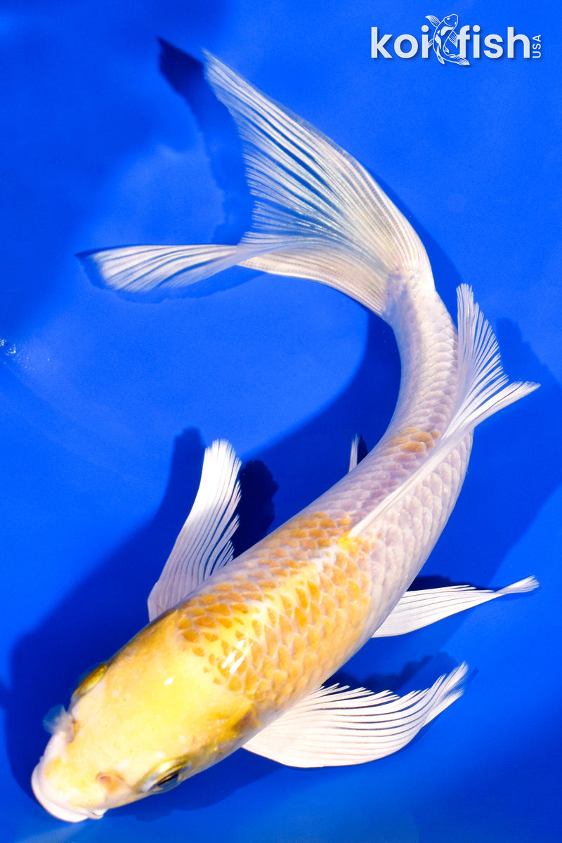 7.25" LEMON HARIWAKE BUTTERFLY