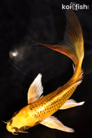 7" KI MATSUBA BUTTERFLY