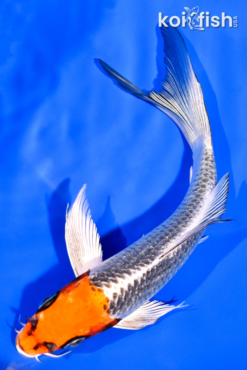 6.75" HOODED KUJAKU BUTTERFLY