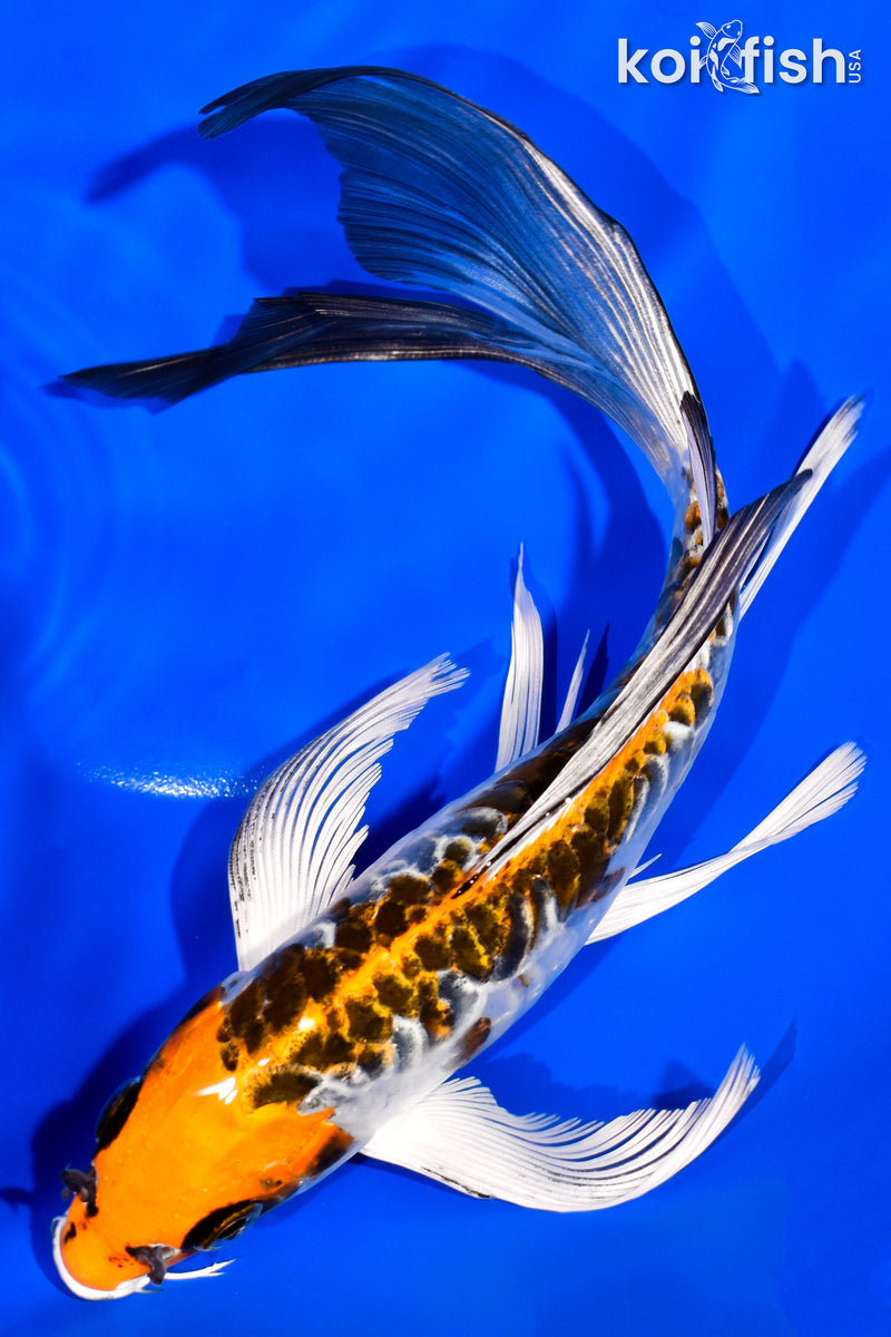 8.5" DOITSU KUJAKU BUTTERFLY