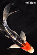 7.25" BENI KIKOKURYU BUTTERFLY