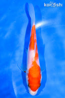 5" KOHAKU