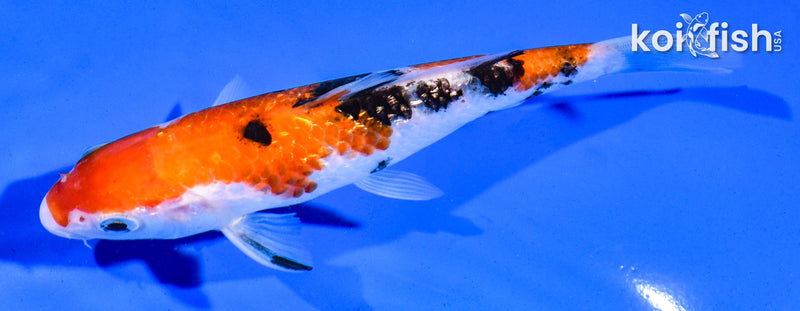 5.5" GINRIN SANKE