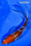 6" OCHIBA SHIGURE BUTTERFLY