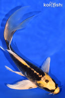 7.5" ARAGOKE KI MATSUBA BUTTERFLY