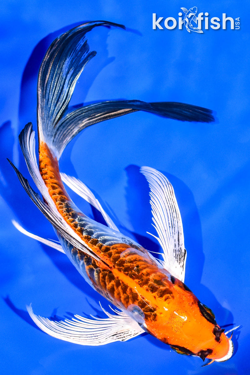 7.5" DOITSU KUJAKU BUTTERFLY