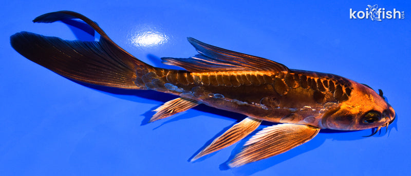 6.75" ARAGOKE BENI KIKOKURYU BUTTERFLY