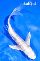 6" PLATINUM OGON BUTTERFLY