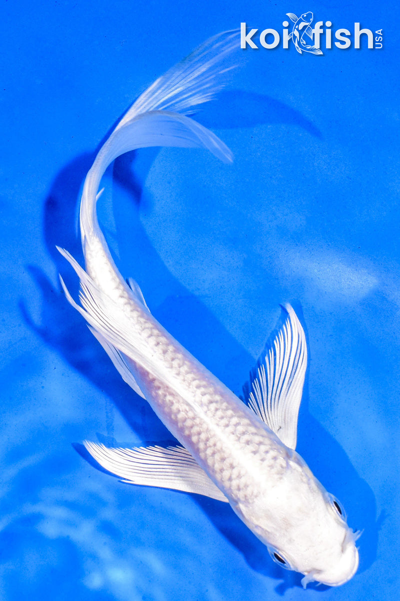 6" PLATINUM OGON BUTTERFLY