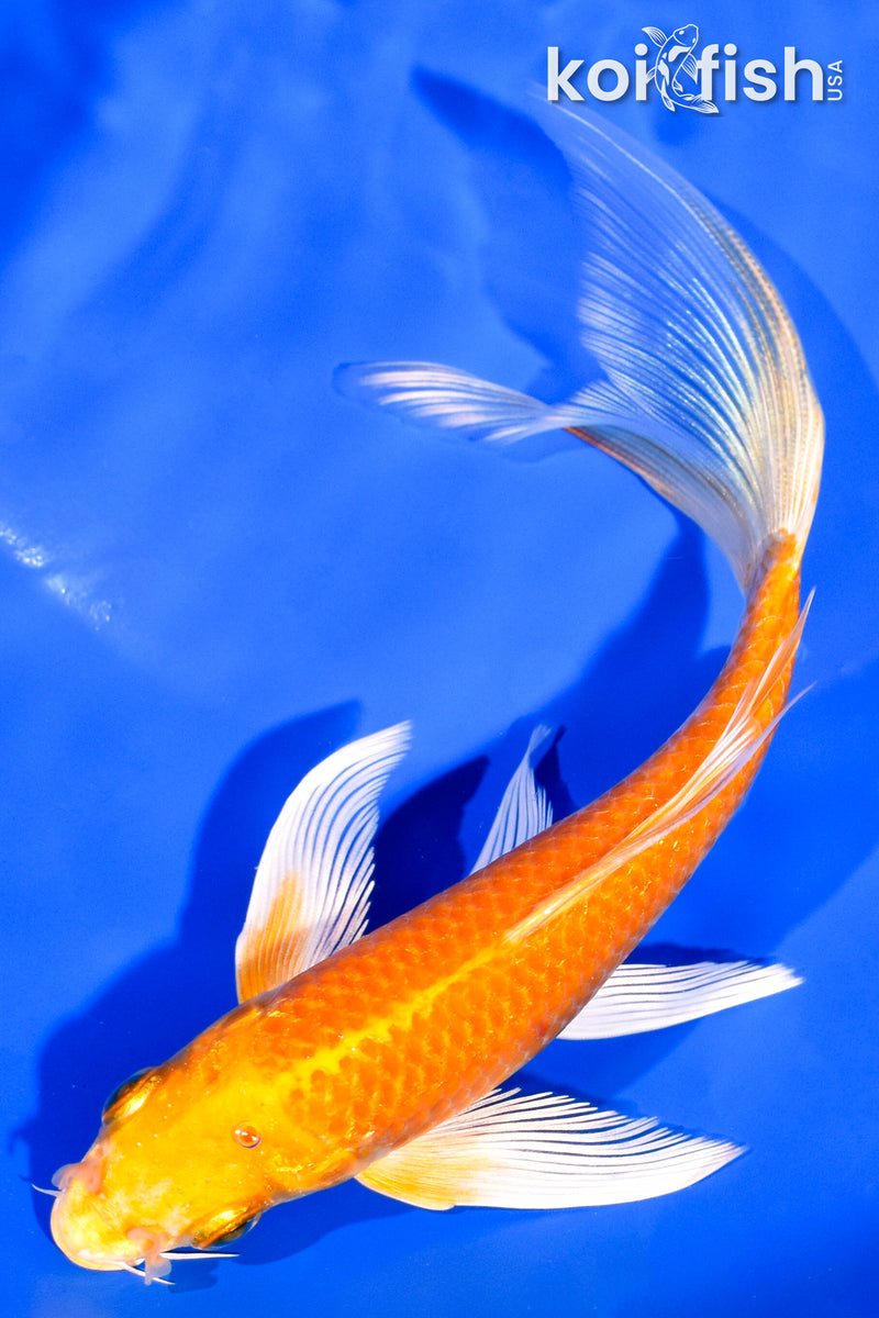 6.5" HARIWAKE BUTTERFLY