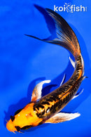 5.5" DOITSU ORENJI MATSUBA BUTTERFLY