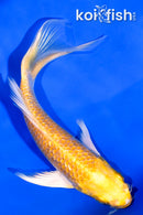 5.5" GINRIN HARIWAKE BUTTERFLY