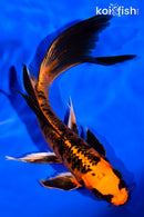 7.25" ORENJI BEKKO BUTTERFLY