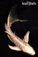 4.75" ARAGOKE HEISEI NISHIKI BUTTERFLY