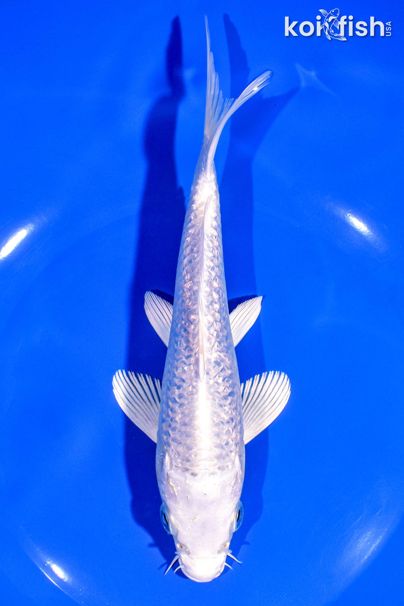 7.5" PLATINUM OGON